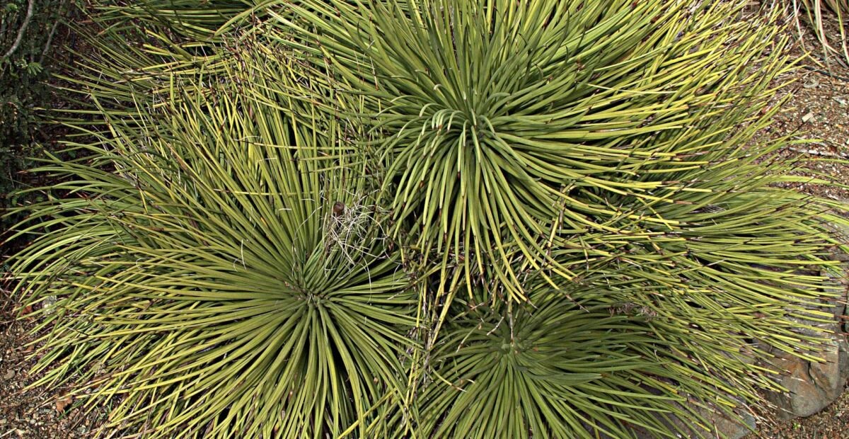 Agave stricta – fotografia rastliny