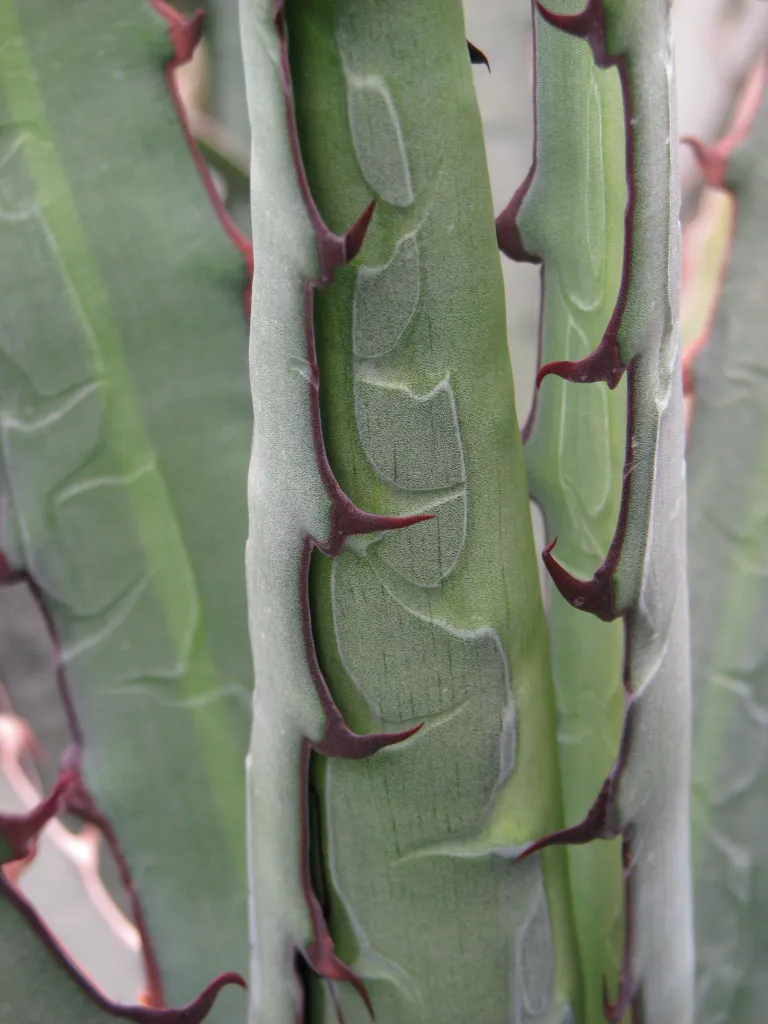 Agave univittata – (Agave univittata) – im Garten, Pflanzenfoto