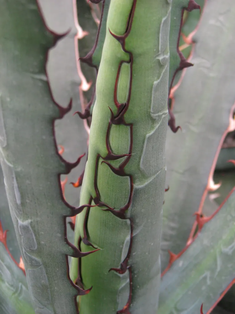Agave univittata – (Agave univittata) – im Garten, Pflanzenfoto