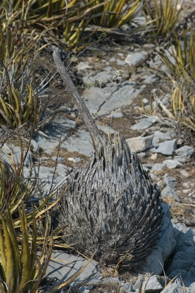 Reginae (Agave victoriae ‘Reginae’) (Agave victoriae 'Reginae') – in a garden setting