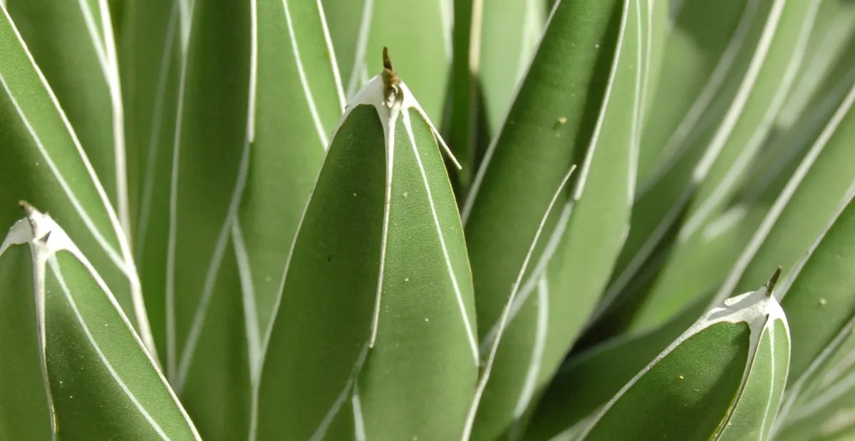 Agave victoriae 'Reginae' – plant photo