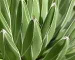 Reginae (Agave victoriae ‘Reginae’)
