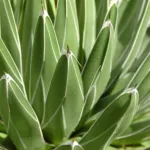 Reginae (Agave victoriae ‘Reginae’) (Agave victoriae 'Reginae') – plant photo
