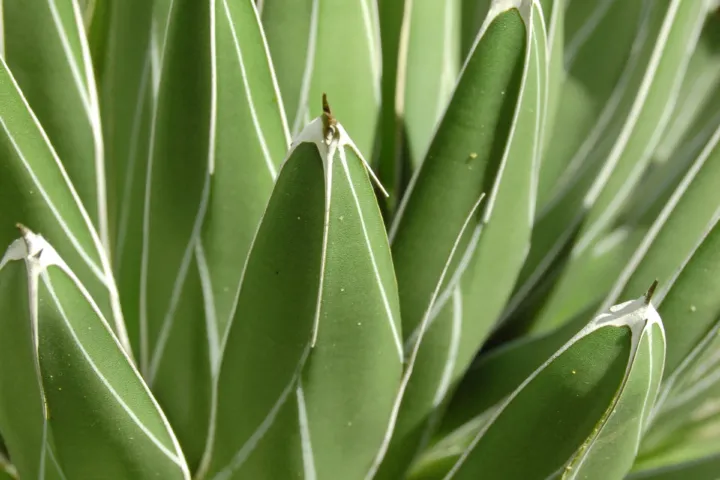 Agave victoriae 'Reginae'