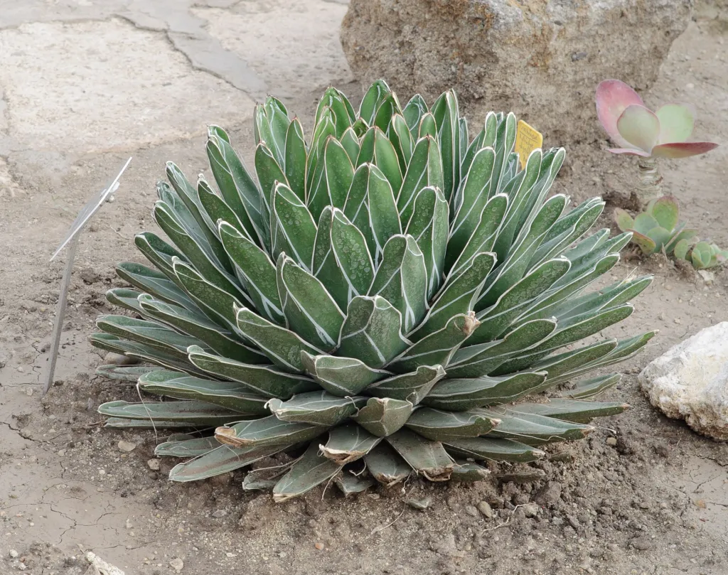 Reginae (Agave victoriae ‘Reginae’) (Agave victoriae 'Reginae') – in a garden setting