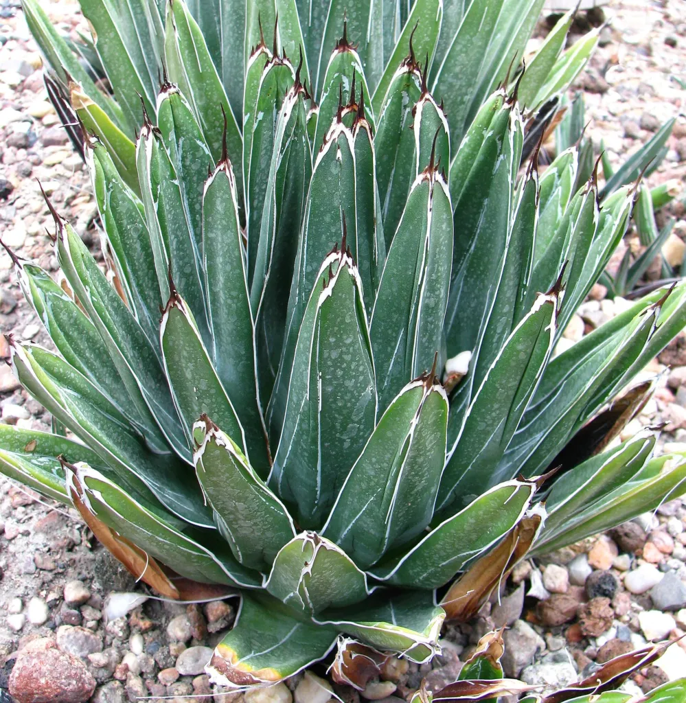 Reginae (Agave victoriae ‘Reginae’) (Agave victoriae 'Reginae') – in a garden setting