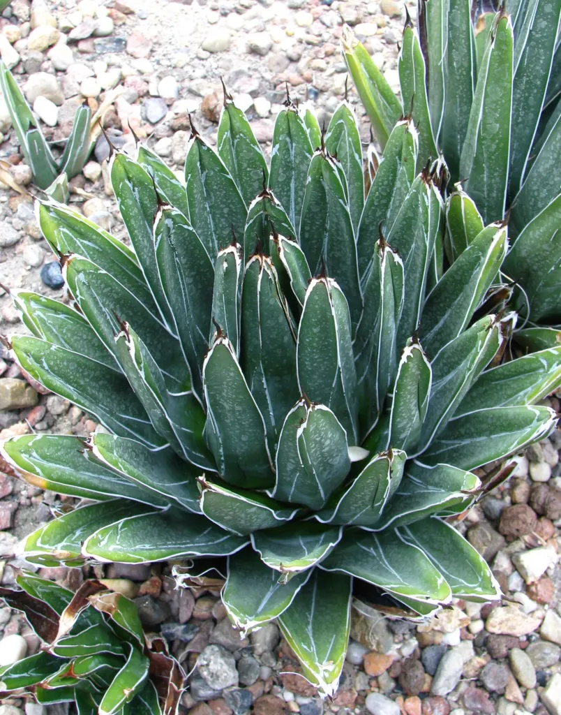 Reginae (Agave victoriae ‘Reginae’) (Agave victoriae 'Reginae') – in a garden setting