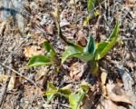 Agaven (Agave) – Pflege
