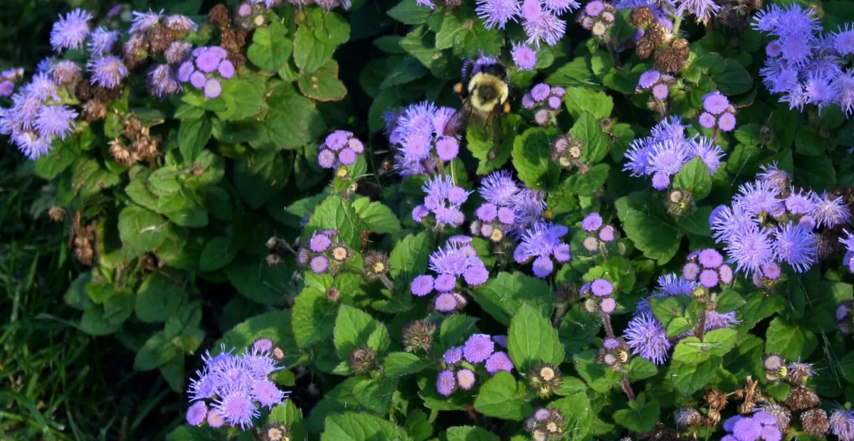 flossflowe (Ageratum houstonianum) – plant photo