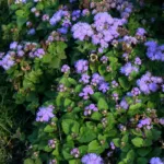 flossflowe (Ageratum houstonianum) – characteristic appearance, plant photo