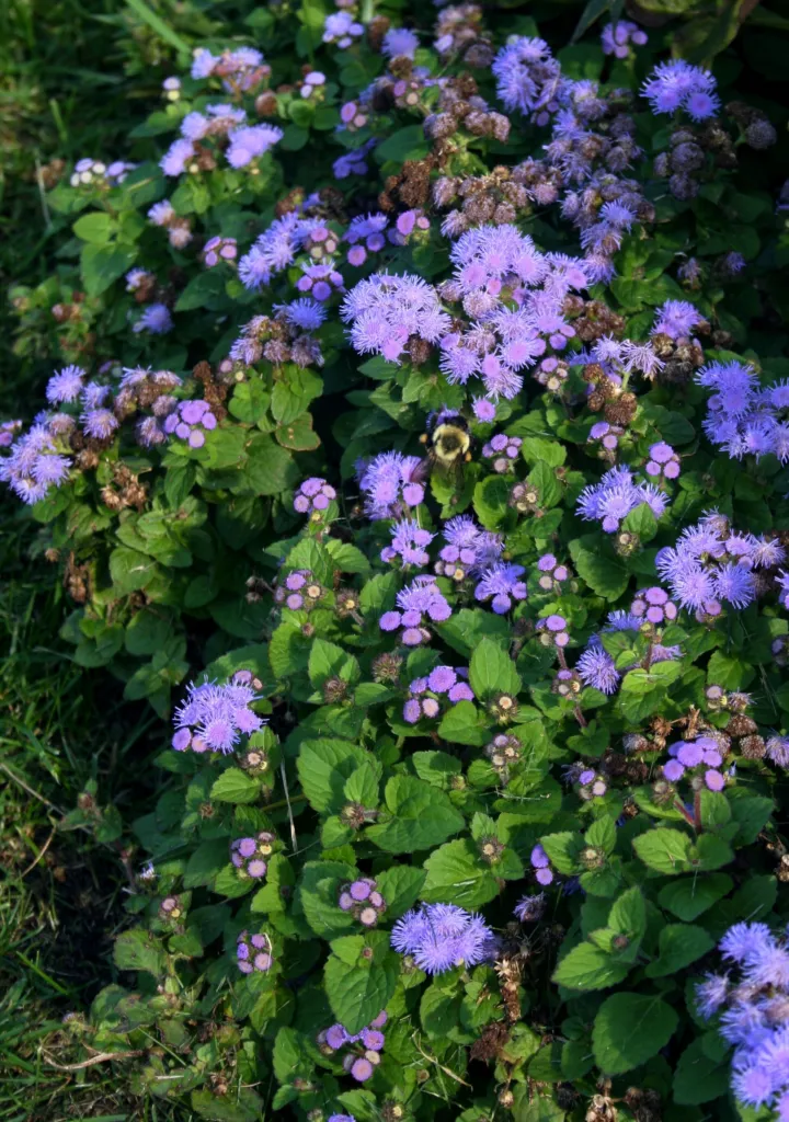 flossflowe (Ageratum houstonianum) – plant photo