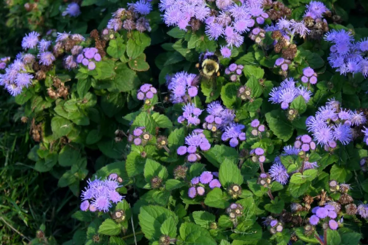 Ageratum houstonianum