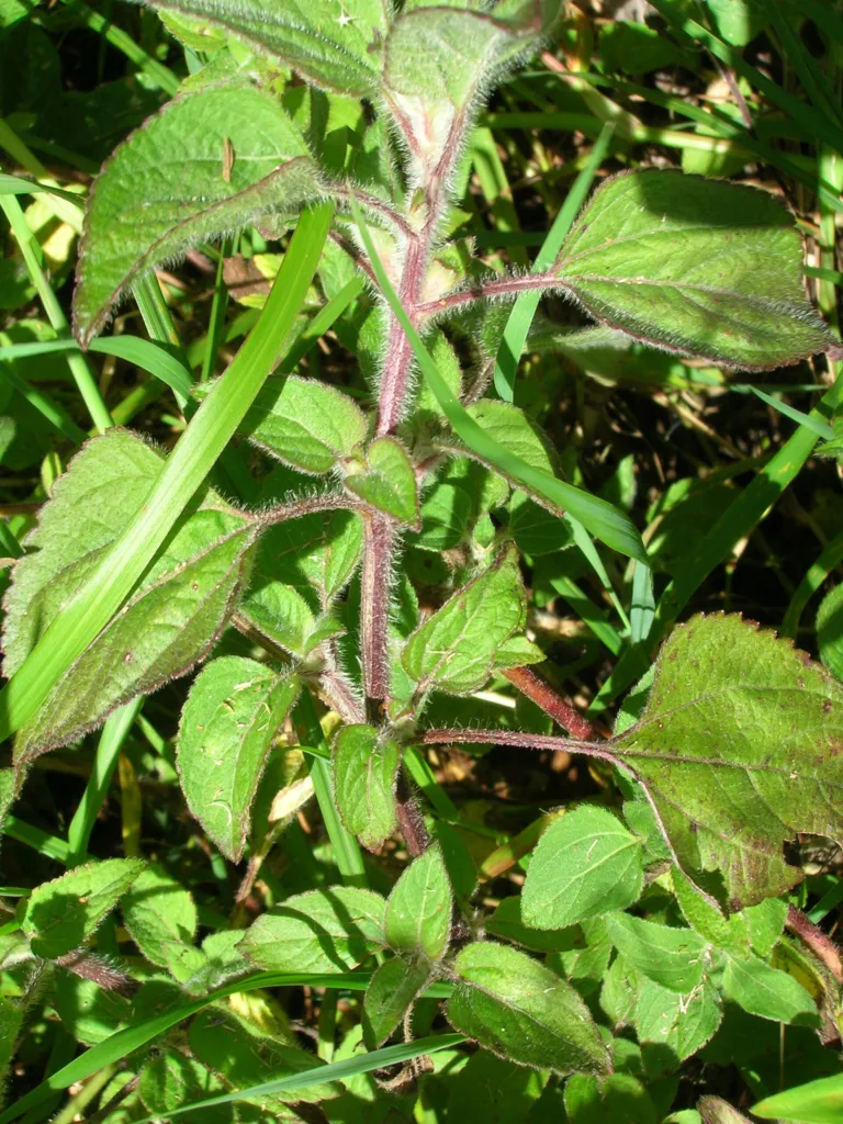 flossflowe (Ageratum houstonianum) – leaves and shoots, plant photo