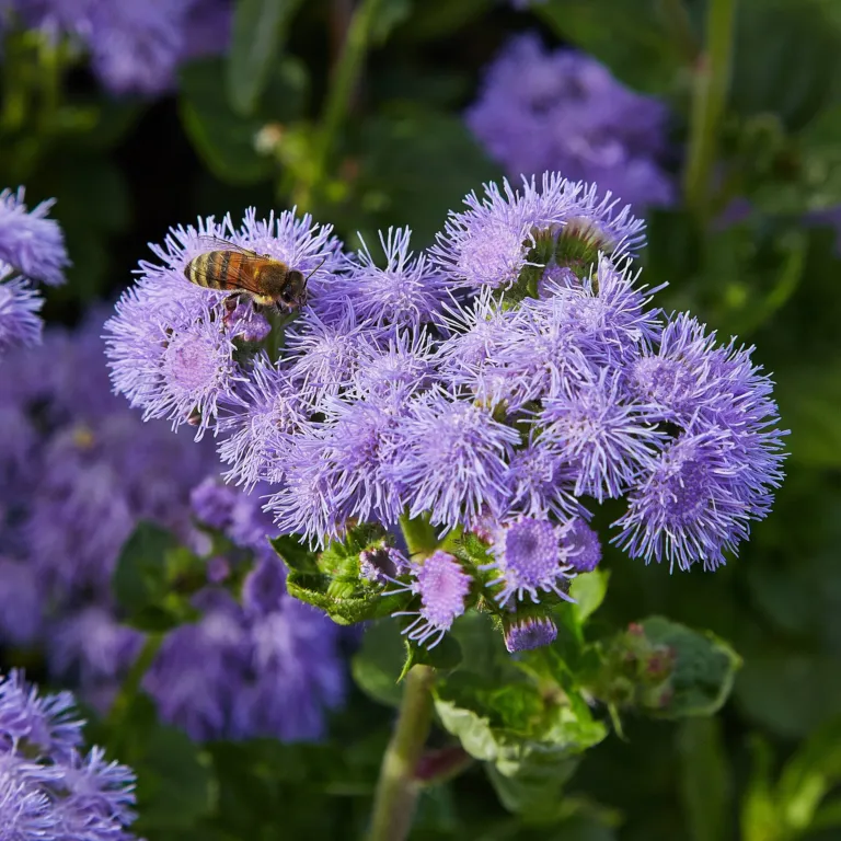flossflowe (Ageratum houstonianum) – characteristic appearance, plant photo