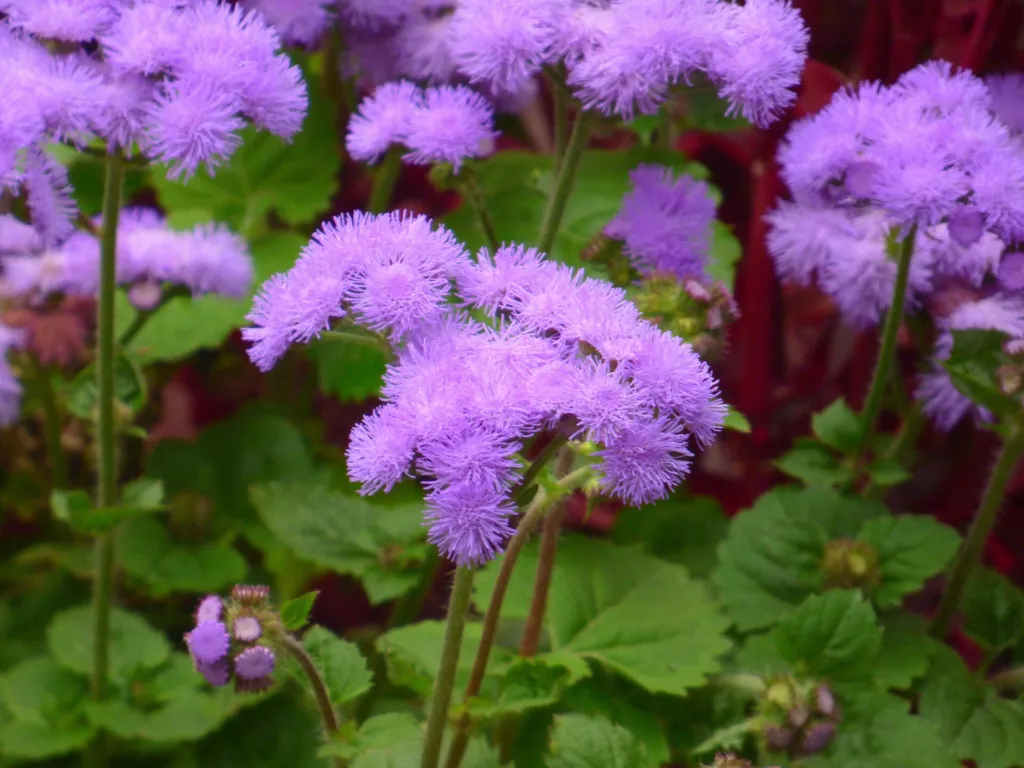 flossflowe (Ageratum houstonianum) – characteristic appearance, plant photo