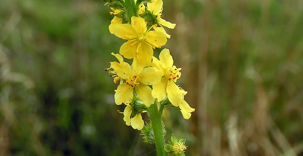 common agrimony (Agrimonia eupatoria) – plant photo