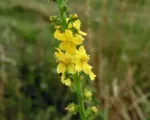 Common agrimony (Agrimonia eupatoria) care guide