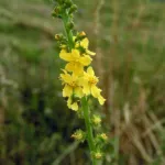 common agrimony (Agrimonia eupatoria) – characteristic appearance, plant photo