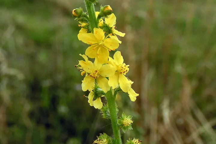 Agrimonia eupatoria