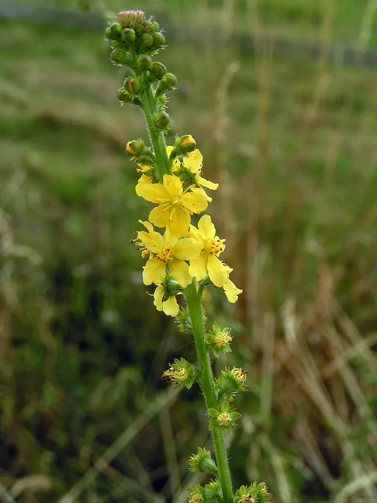 common agrimony (Agrimonia eupatoria) – plant photo