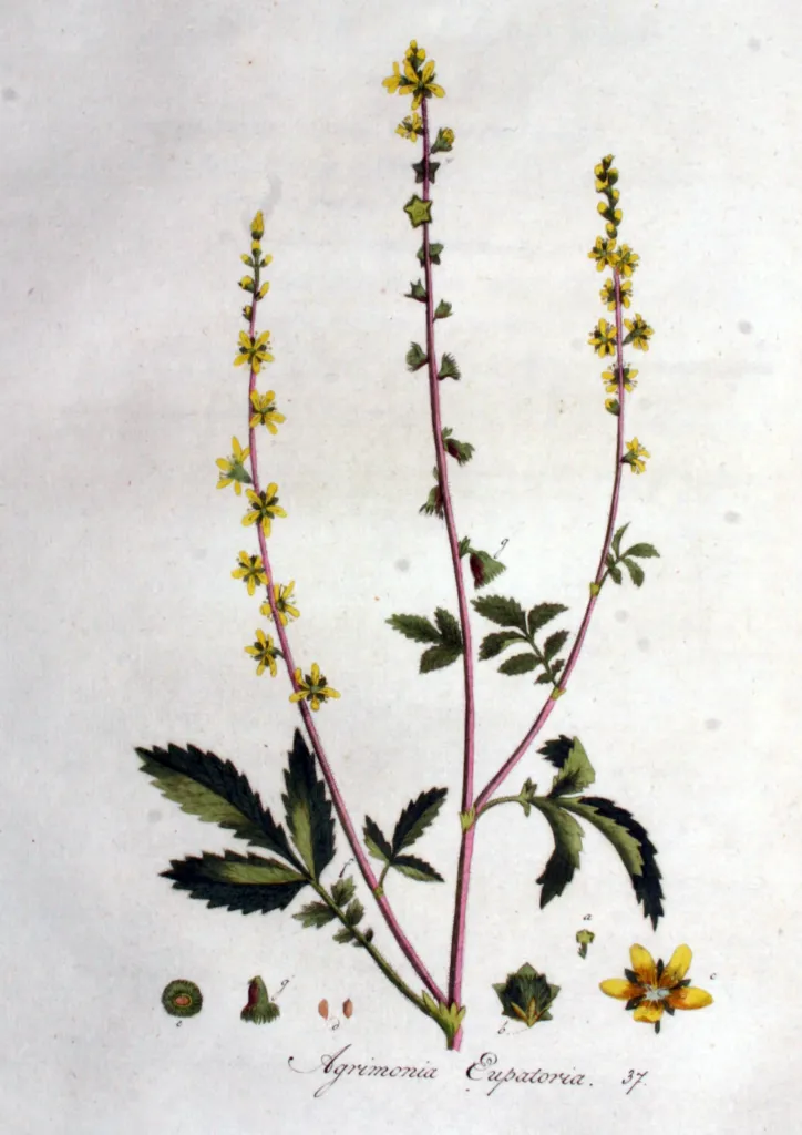 common agrimony (Agrimonia eupatoria) – characteristic appearance, plant photo