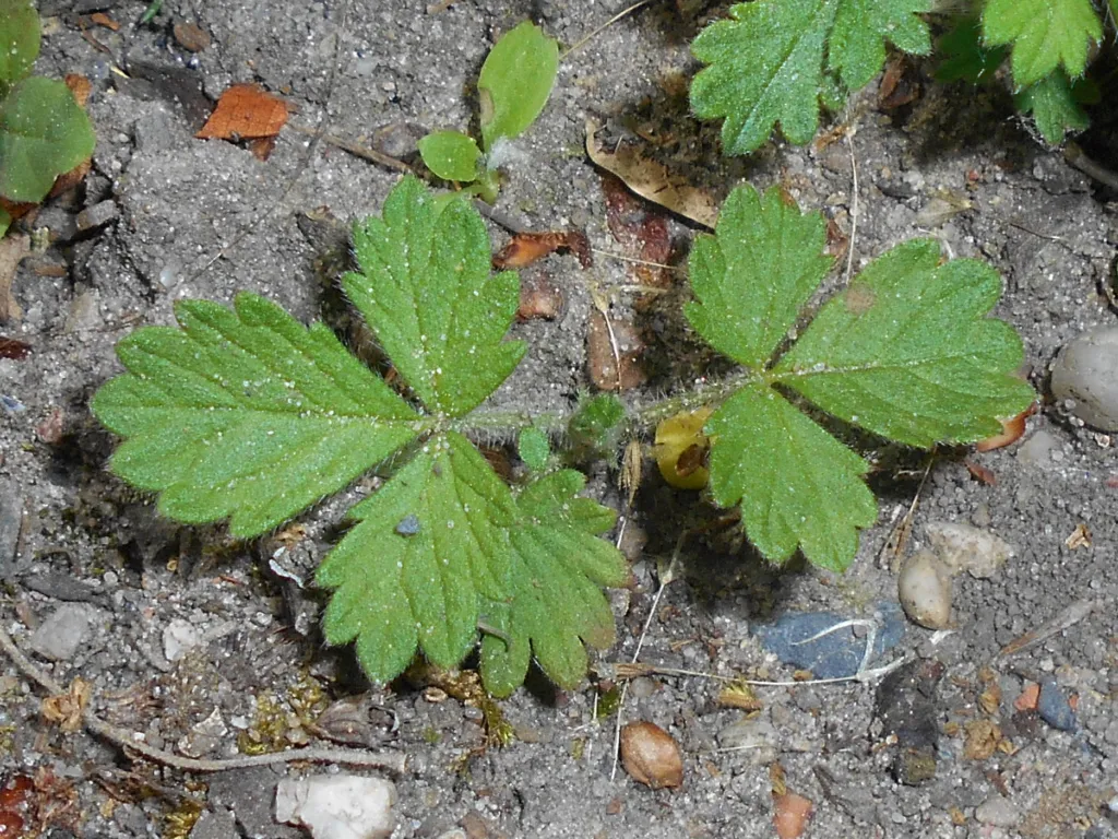 common agrimony (Agrimonia eupatoria) – in a garden setting, plant photo