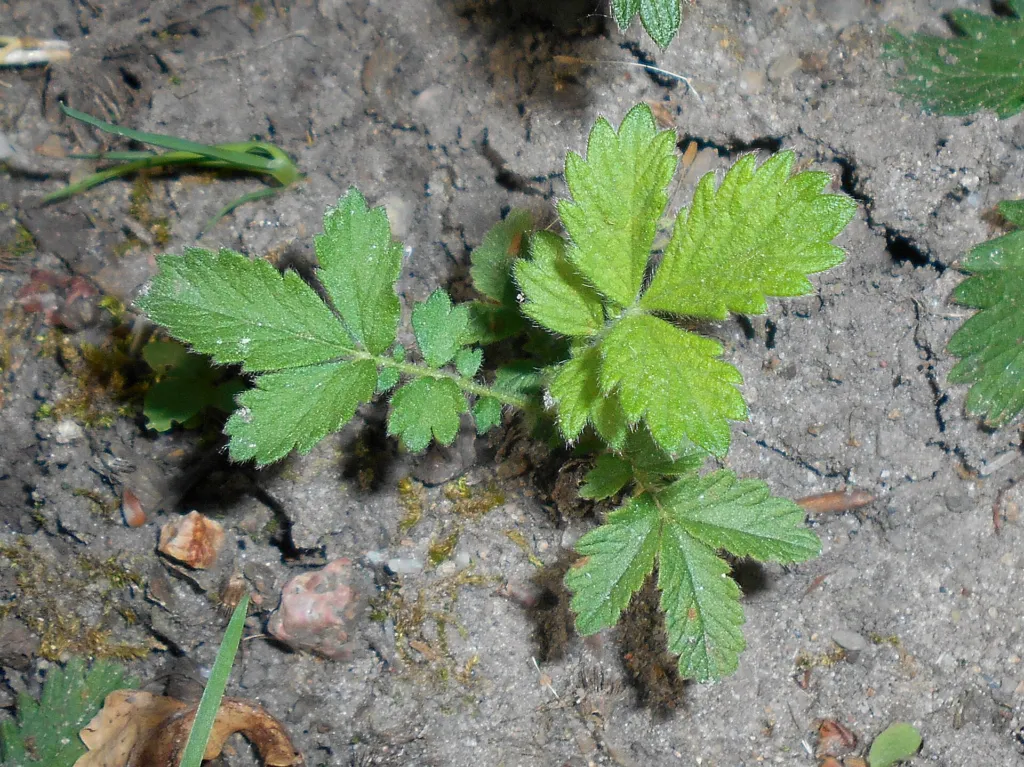 common agrimony (Agrimonia eupatoria) – in a garden setting, plant photo