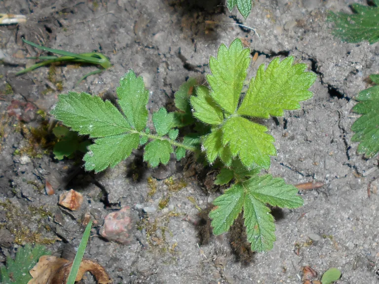 common agrimony (Agrimonia eupatoria) – in a garden setting, plant photo