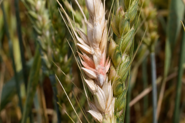 Ährenfusariose durch Fusarium graminearum