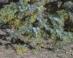 Akácia Baileyho (Acacia baileyana) – pestovanie a starostlivosť