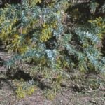 akácia Baileyho (Acacia baileyana) – fotografia rastliny