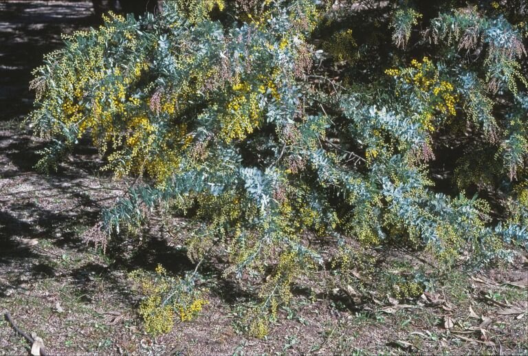 Acacia baileyana