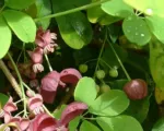 Five-leaf Akebia (Akebia quinata) care guide