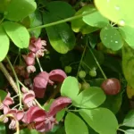 Five-leaf Akebia (Akebia quinata) – characteristic appearance, plant photo