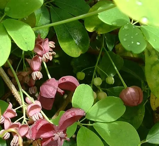 Akebia quinata