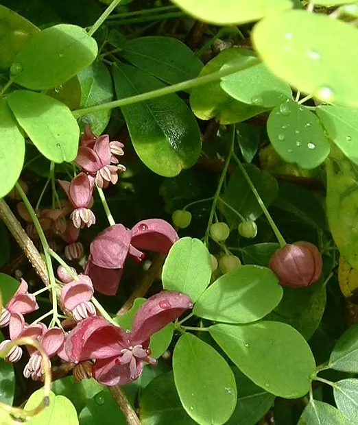 Fingerblättrige Akebie (Akebia quinata) – Pflanzenfoto