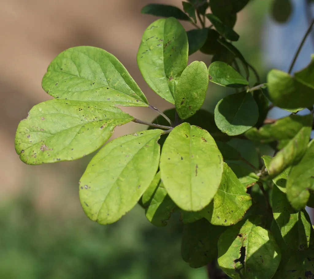 Fingerblättrige Akebie (Akebia quinata) – Blätter und Triebe, Pflanzenfoto