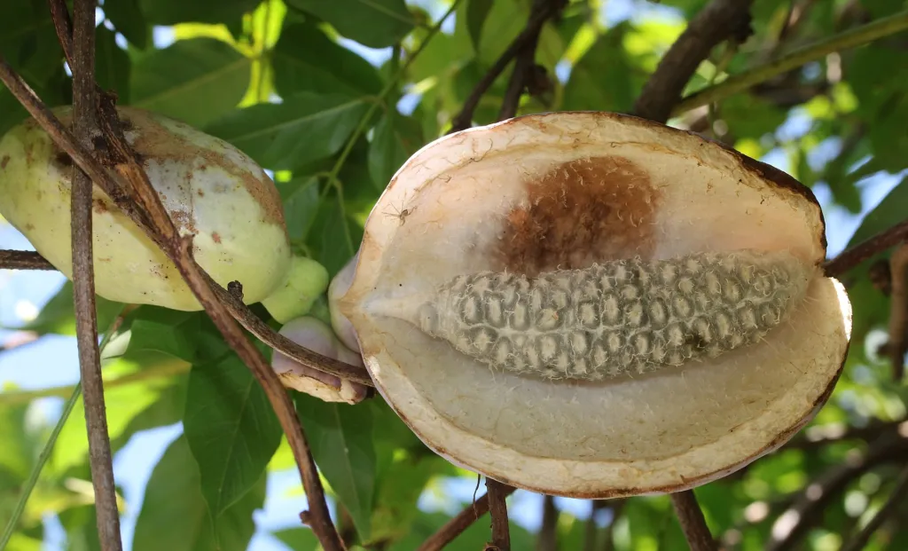 Fingerblättrige Akebie (Akebia quinata) – Früchte in Nahaufnahme, Pflanzenfoto