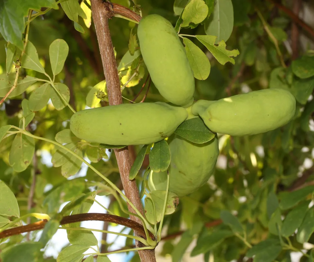 Fingerblättrige Akebie (Akebia quinata) – Früchte in Nahaufnahme, Pflanzenfoto