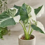 Albo Variegata (Alocasia gageana ‘Albo Variegata’)