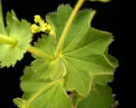 Lady’s Mantle (Alchemilla mollis) care guide