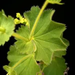 Lady's Mantle (Alchemilla mollis) – characteristic appearance, plant photo