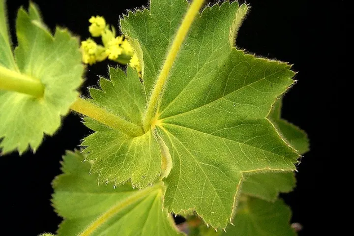 Alchemilla mollis