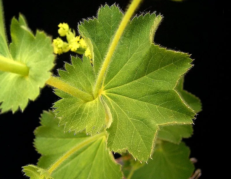 Lady's Mantle (Alchemilla mollis) – plant photo