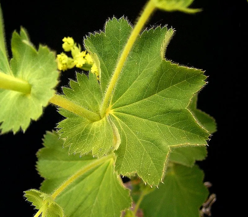 Lady's Mantle (Alchemilla mollis) – plant photo