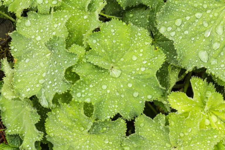 Lady's Mantle (Alchemilla mollis) – leaves and shoots, plant photo