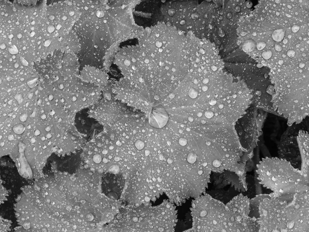 Lady's Mantle (Alchemilla mollis) – characteristic appearance, plant photo