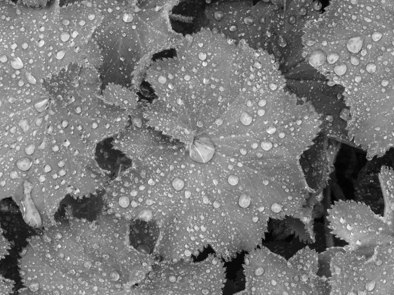 Lady's Mantle (Alchemilla mollis) – characteristic appearance, plant photo