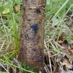 Alder Phytophthora