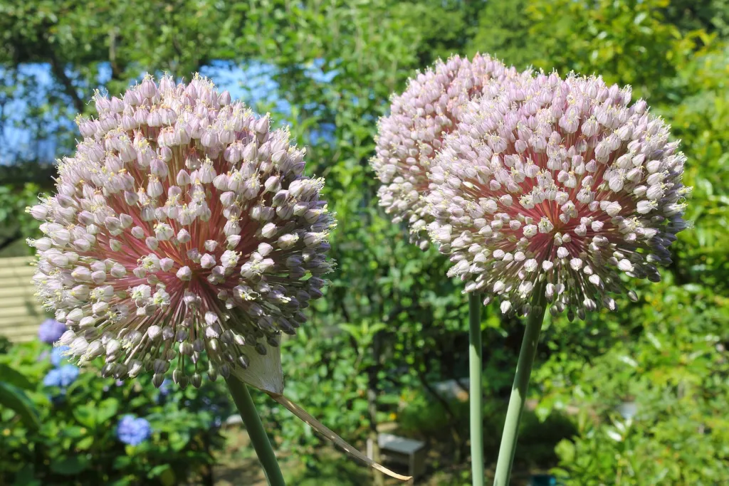 Allium ampeloprasum – flowers in close-up, plant photo